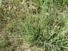 Achillea pannonica