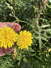 Sonchus tenerrimus
