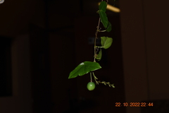 Passiflora coriacea