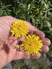 Sonchus tenerrimus