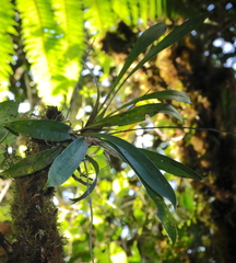 Cyrtochilum