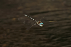 Austroaeschna pinheyi