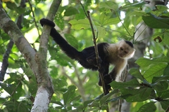Cebus imitator