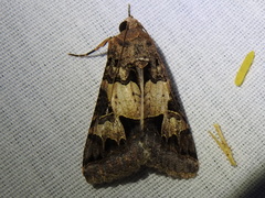 Melipotis agrotoides