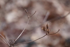 Rhododendron periclymenoides