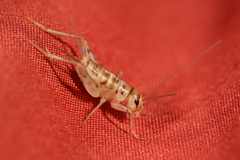 Gryllidae