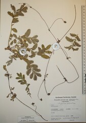 Argentina subarctica