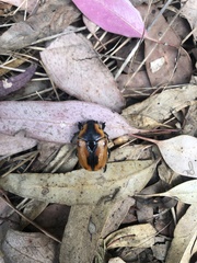 Chondropyga dorsalis