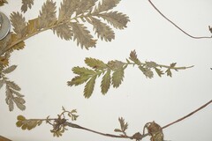 Argentina subarctica