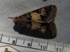 Melipotis agrotoides