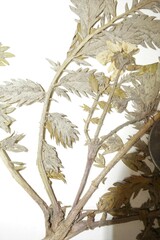 Argentina subarctica