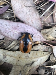 Chondropyga dorsalis