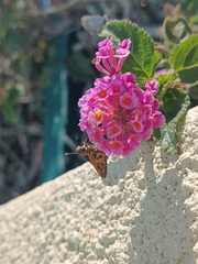 Hylephila fasciolata