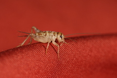 Gryllidae