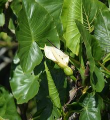 Montrichardia
