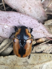 Chondropyga dorsalis