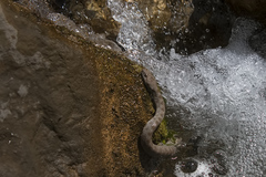 Hemorrhois ravergieri