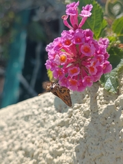 Hylephila fasciolata