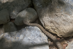 Hemorrhois ravergieri