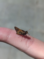 Hylephila fasciolata