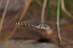 Austroaeschna pinheyi