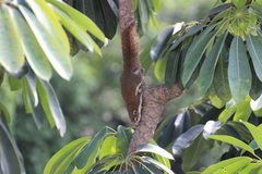 Callosciurus finlaysonii