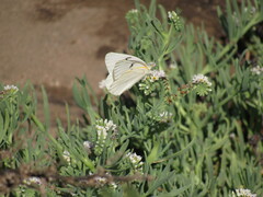 Tatochila