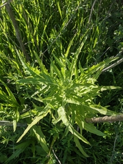 Malacothrix saxatilis