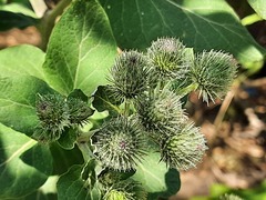 Arctium tomentosum