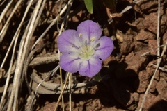 Phacelia linearis