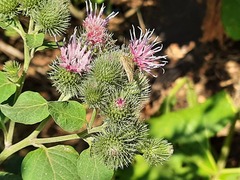 Arctium tomentosum