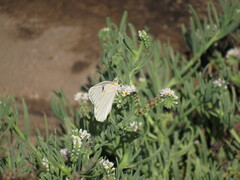 Tatochila