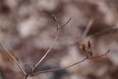 Rhododendron periclymenoides