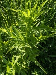 Malacothrix saxatilis