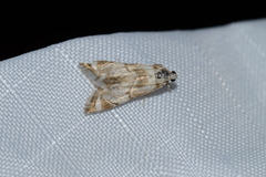 Eoparargyractis plevie