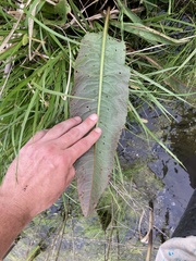 Rumex britannica