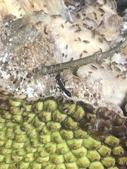 Neoponera apicalis