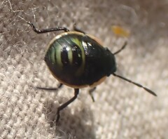 Chlorochroa persimilis