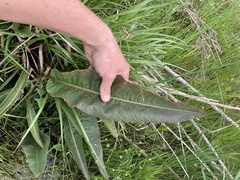 Rumex britannica
