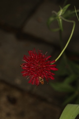 Knautia macedonica