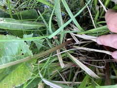 Rumex britannica