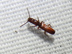 Taphroscelidia linearis