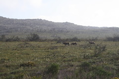 Damaliscus pygargus pygargus