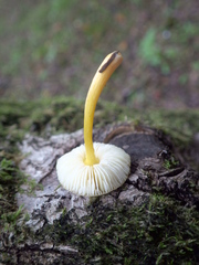 Pluteus romellii
