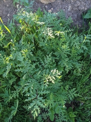 Phacelia tanacetifolia