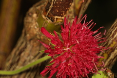 Knautia macedonica