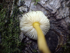 Pluteus romellii