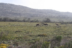 Damaliscus pygargus pygargus