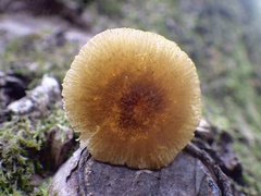 Pluteus romellii