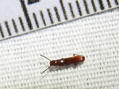 Taphroscelidia linearis